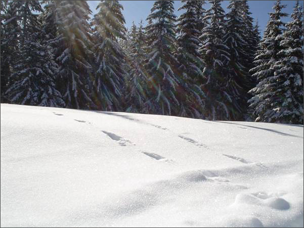 Description: C:\htm\WEB_NAO\galleries\fr18_files\image18011.jpg